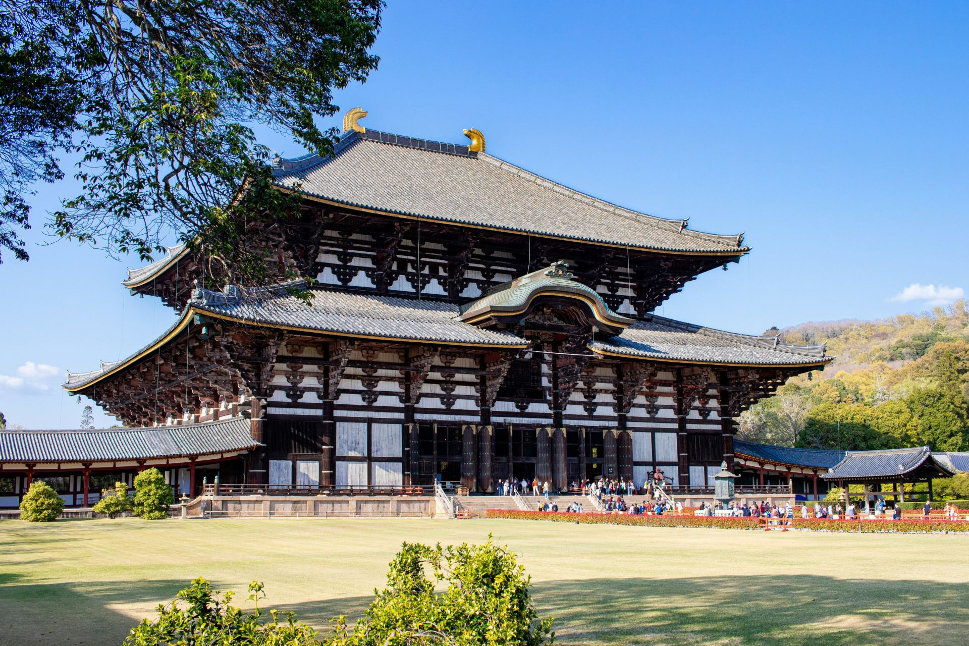Nara Small-Group Walking Tour: Deer Park & Todai-ji's Great Buddha