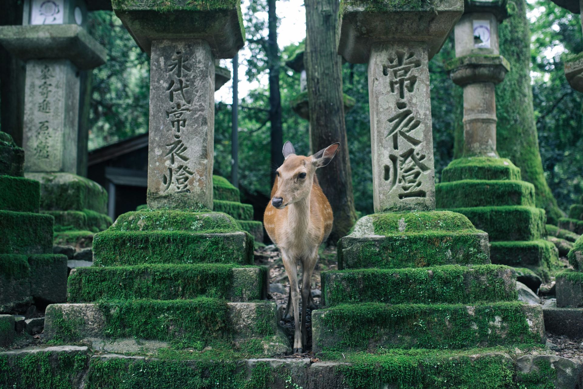 Nara in Three UNESCO Sites: Kofuku-ji, Todai-ji and Kasuga Taisha