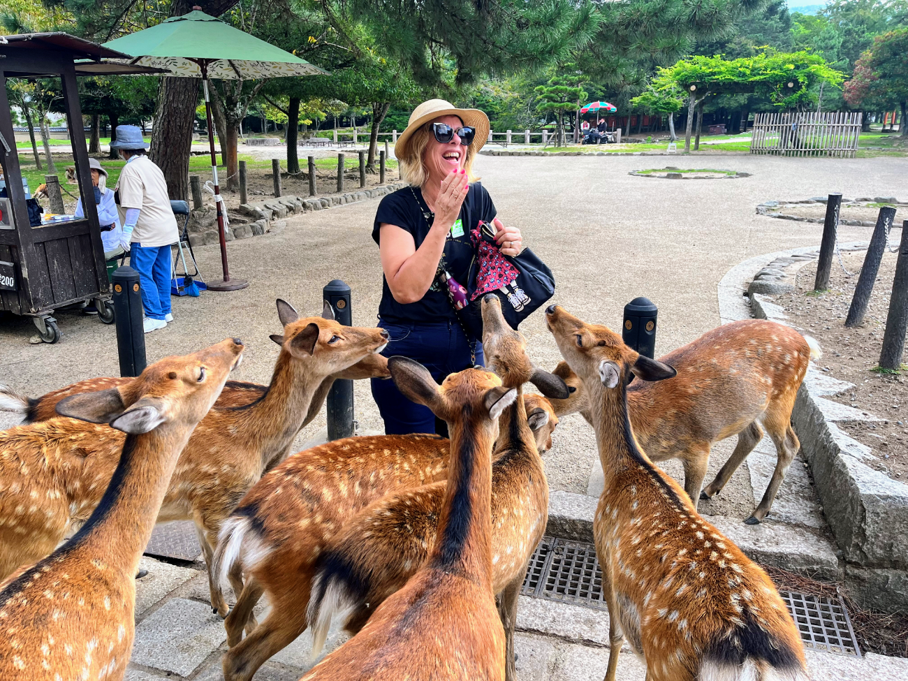 Nara Morning Trip from Kyoto by Coach: Kasuga Taisha, Deer Park and the Great Buddha