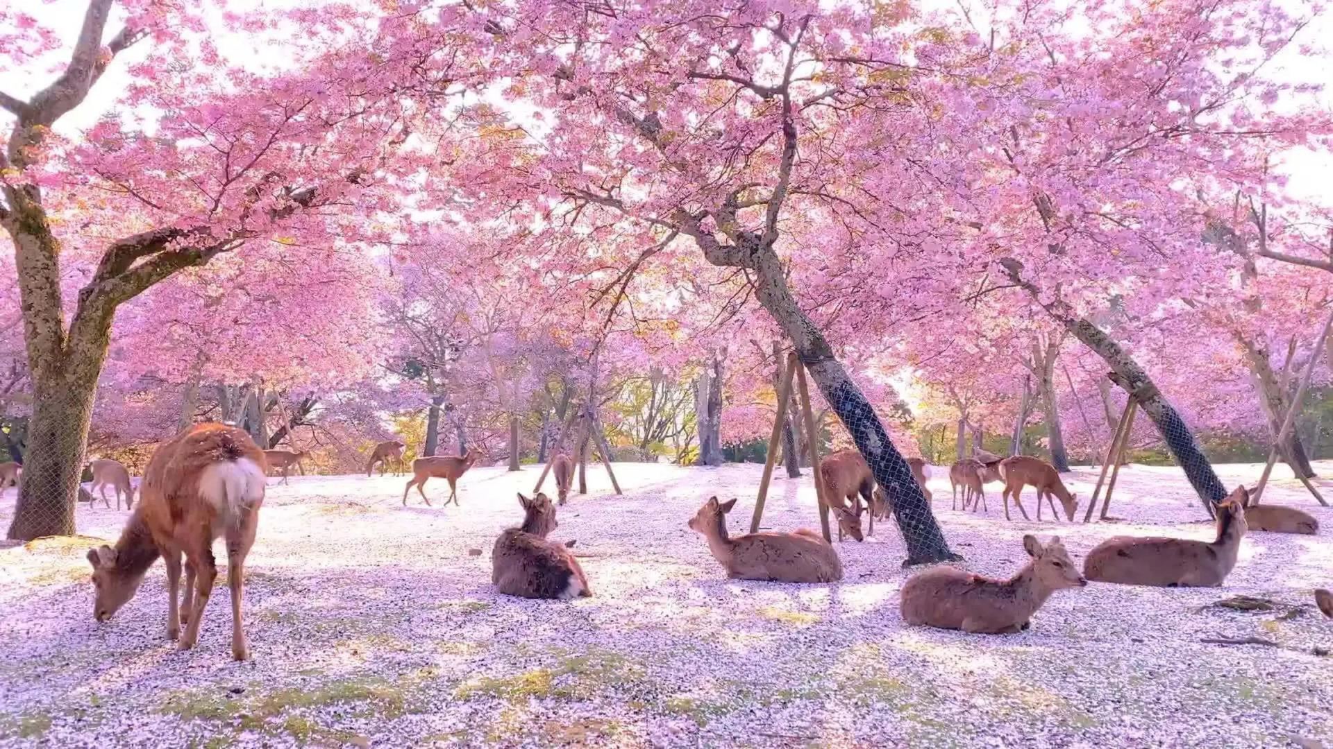 Nara First, Then Kyoto: Customisable Private Day Tour