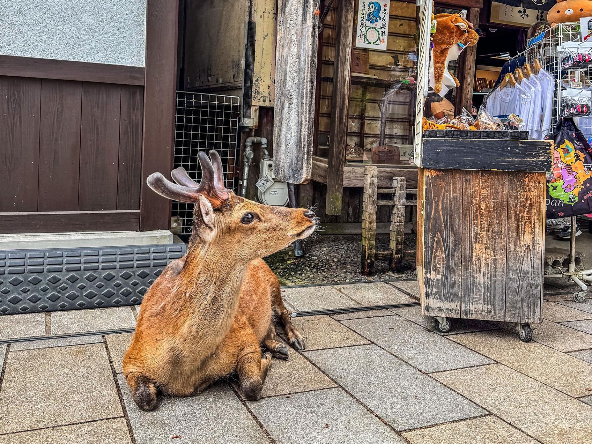 Nara and Kyoto in One Day from Tokyo by Bullet Train