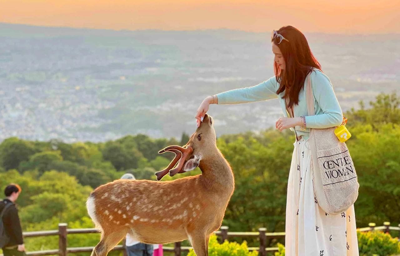 Nara Deer Park and Uji Tea Town: Full-Day Coach Trip from Osaka