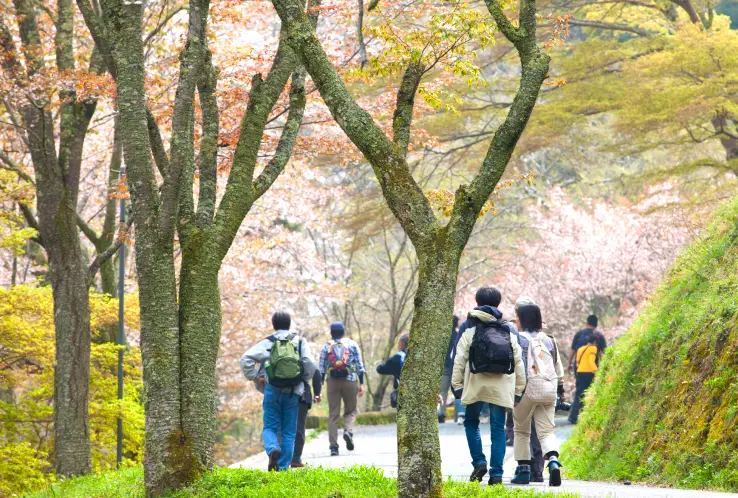 Mt Yoshino Cherry Blossom Day Trip from Osaka with Blue Symphony Train