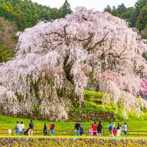 Matabei Zakura: Countryside Cherry Blossom Day in Uda from Osaka