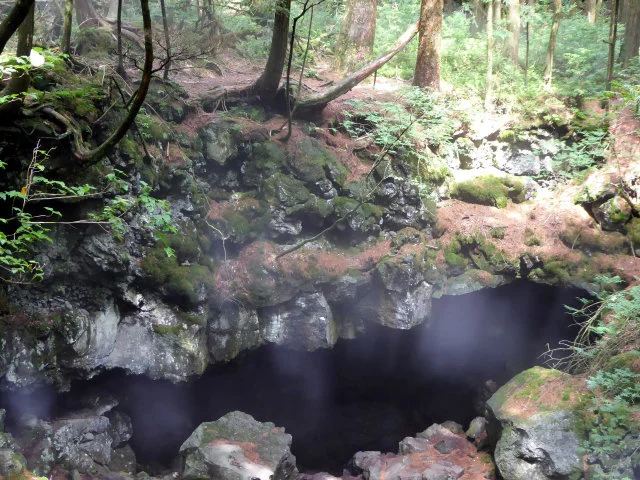 Aokigahara Lava Forest Guided Nature Walk Beneath Mount Fuji