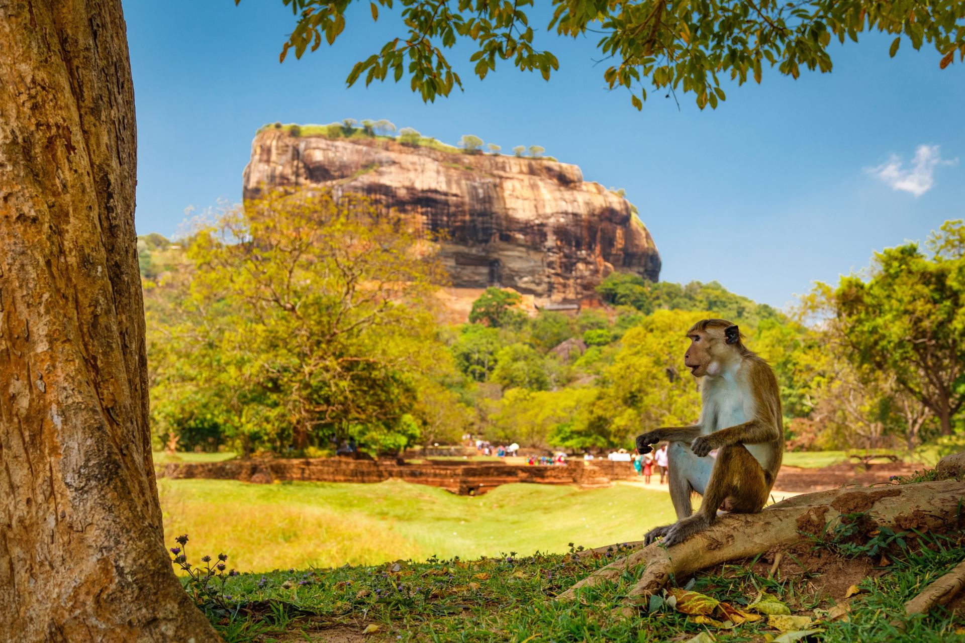 Sigiriya Rock and Dambulla Cave Temples Day Trip from Colombo with Safari