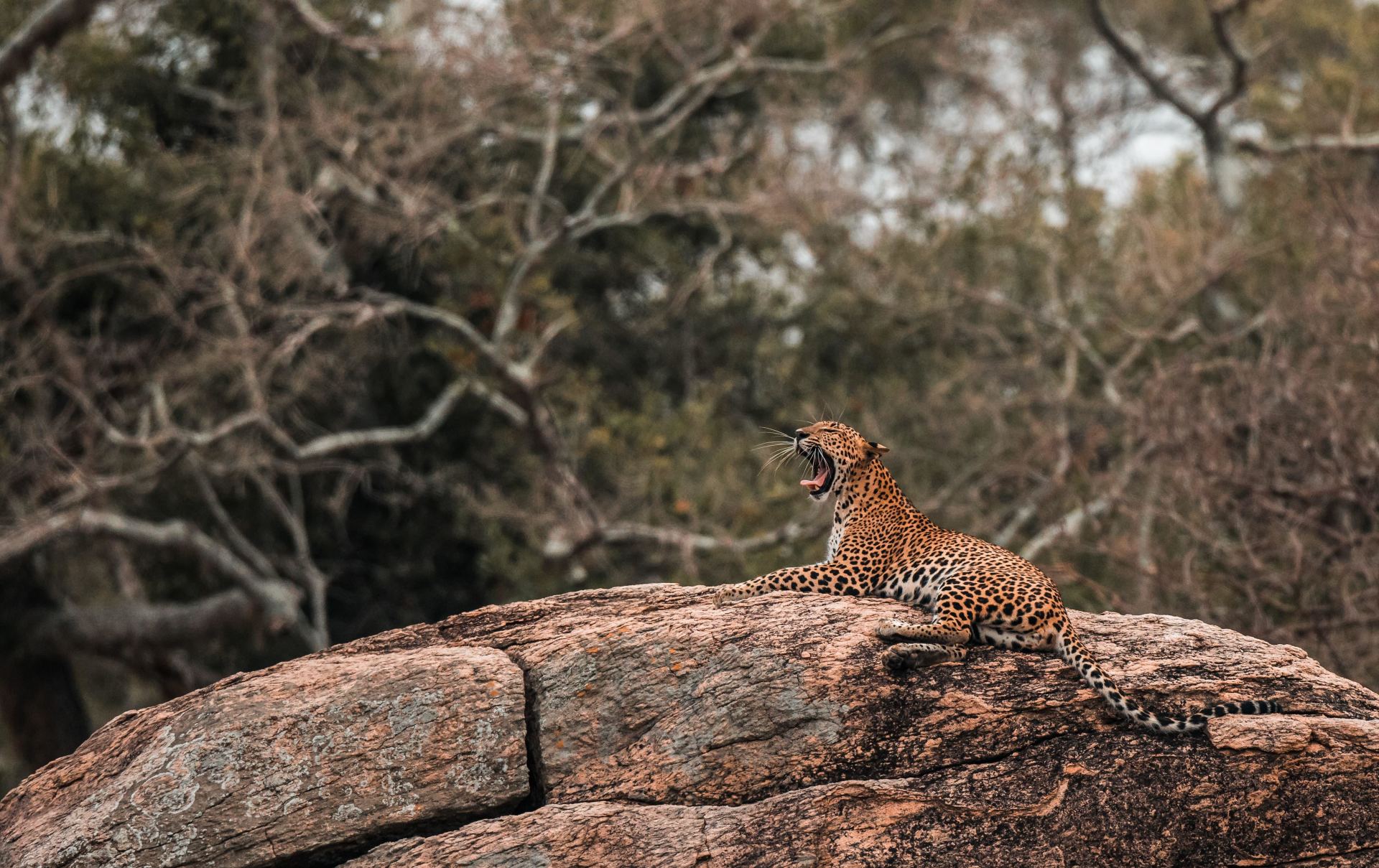 Yala National Park Leopard Safari Day Trip from Colombo