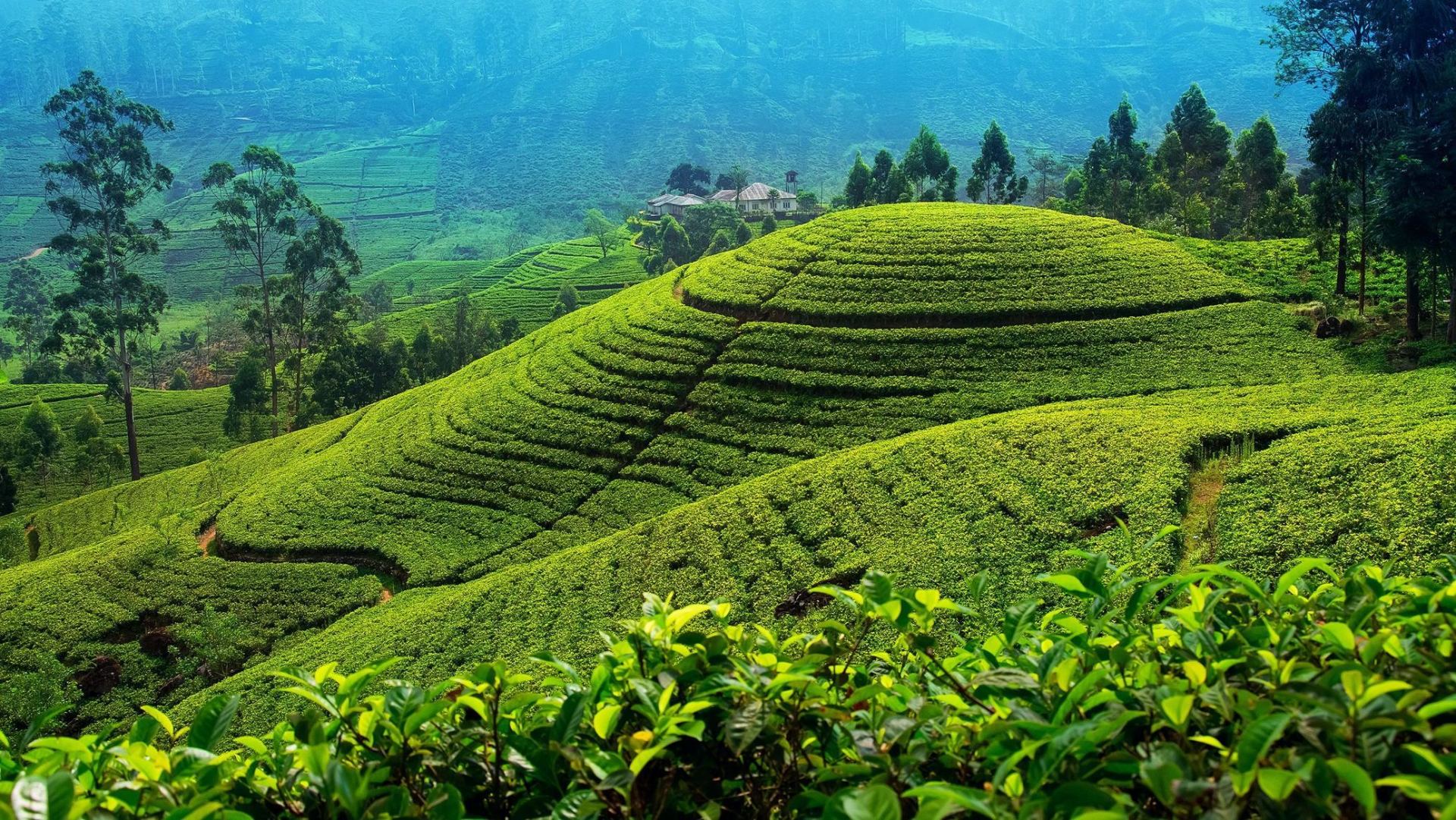Private Kandy to Nuwara Eliya Transfer with Waterfall and Tea Estate Stops
