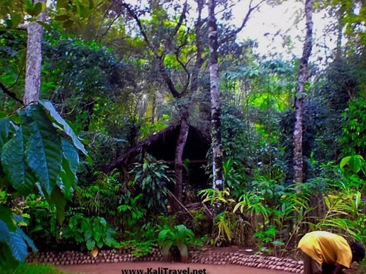 Sigiriya to Nuwara Eliya Guided Transfer via Kandy and the Tea Country