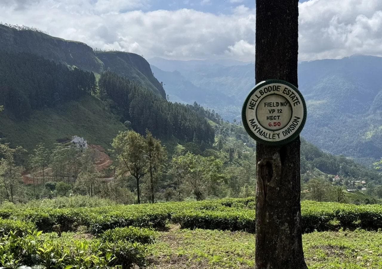 Pekoe Trail Stage 3 Guided Hike from Kandy: Loolkandura to Tawalantenne