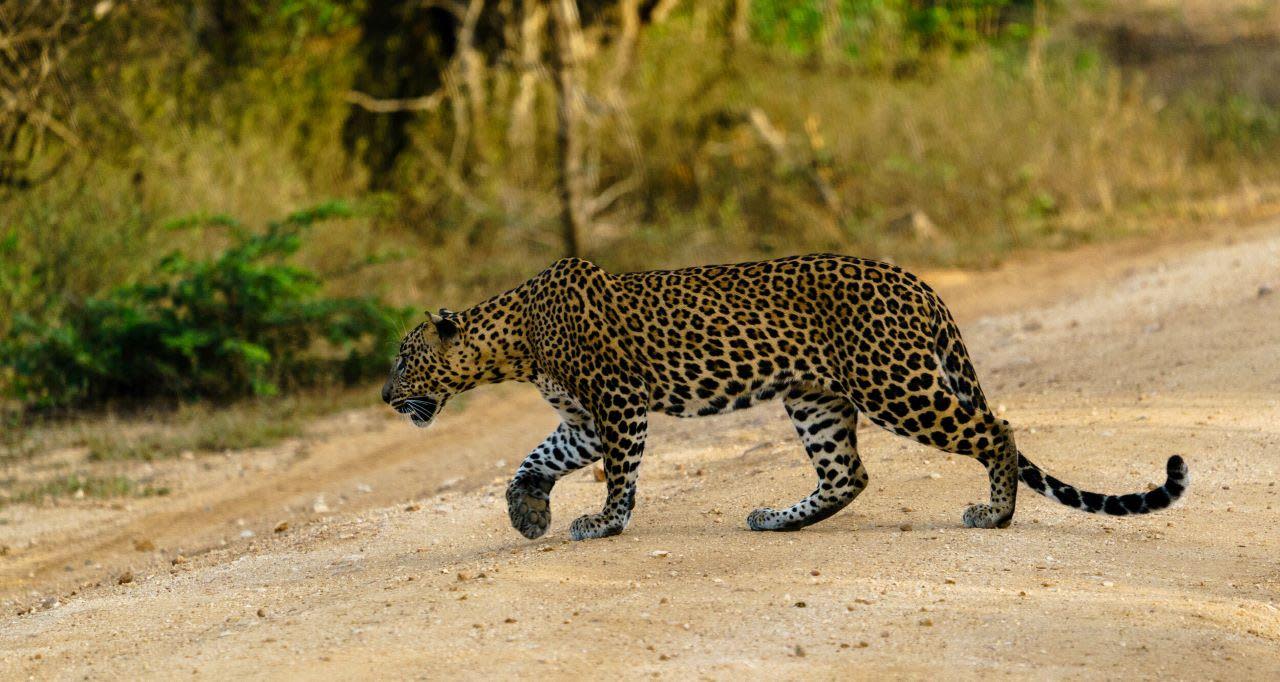 Yala National Park Leopard Safari Day Trip from Ella
