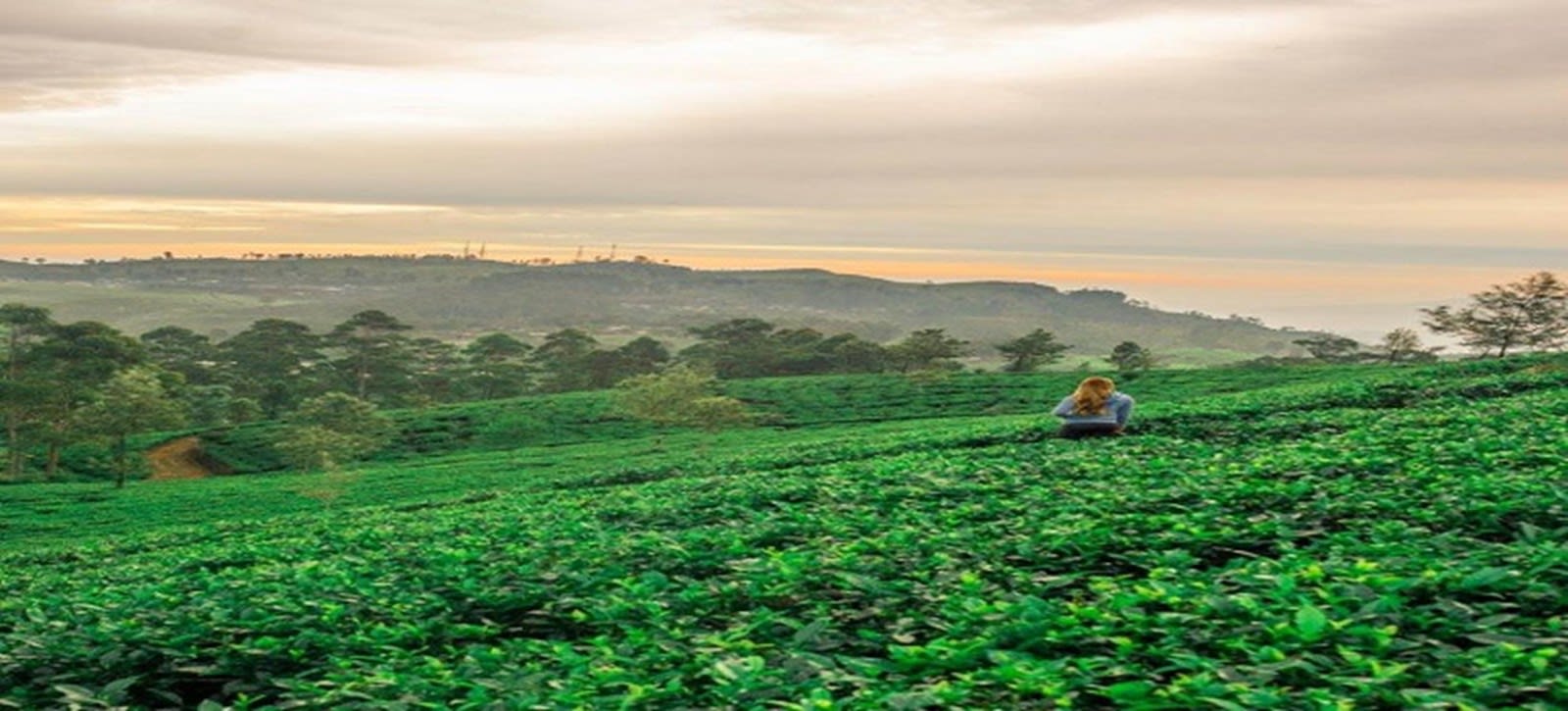 Lipton's Seat, the Dambatenne Tea Factory and Adisham Bungalow from Ella