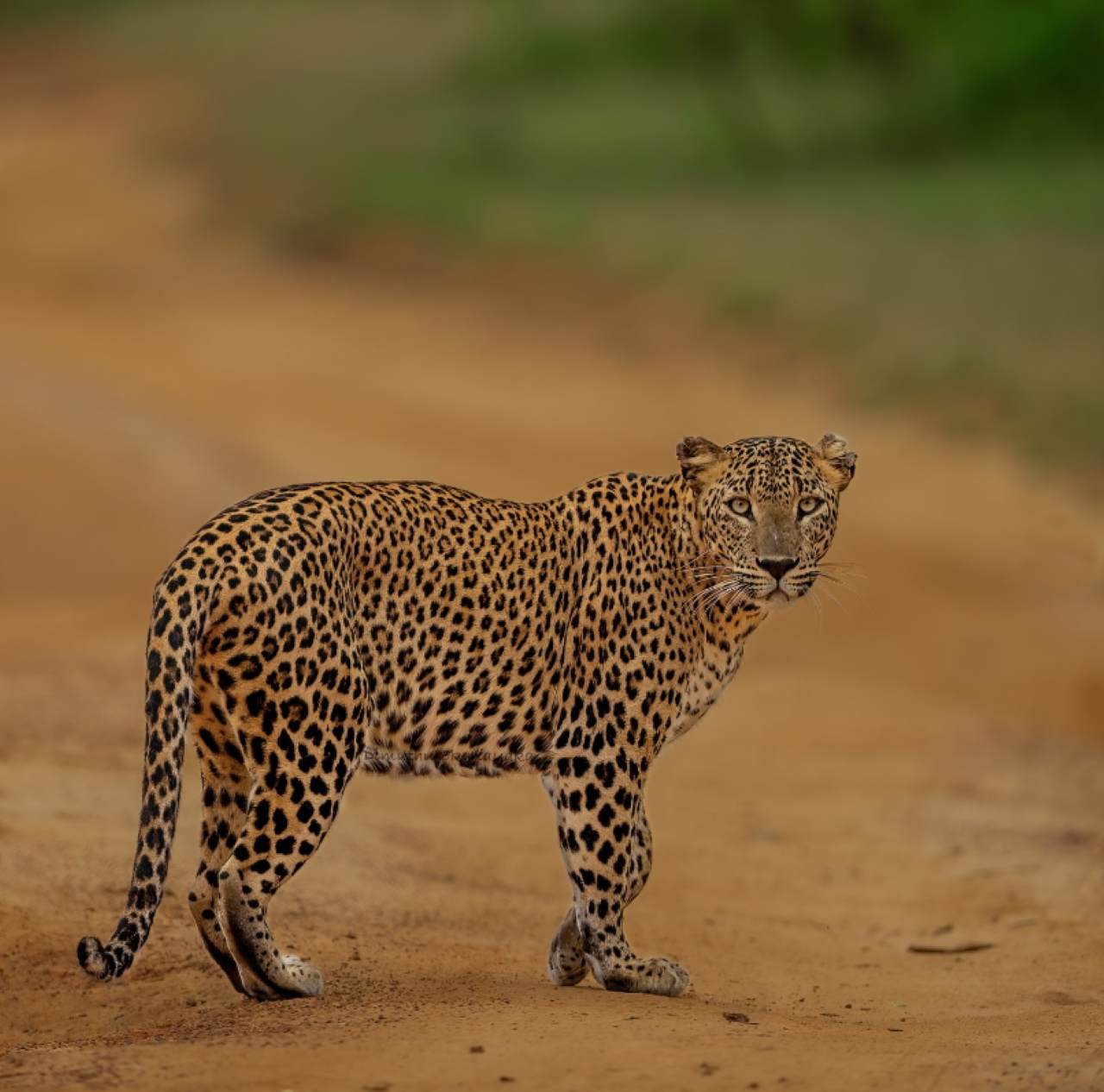 Yala Safari from Ella with a Drop at Tangalle or Hiriketiya