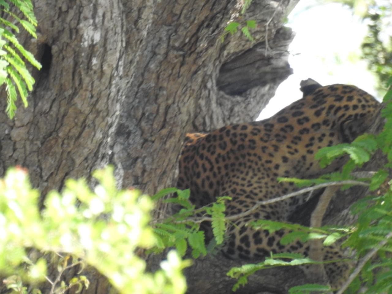 Private Yala Safari from Ella with a Dedicated Jeep and Tracker