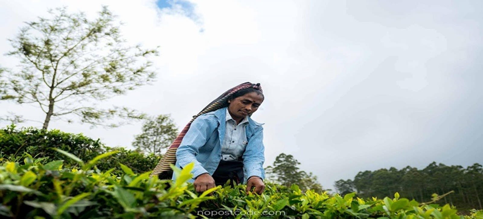 Lipton's Seat, a Tea Factory and Diyaluma Falls Day Tour from Ella