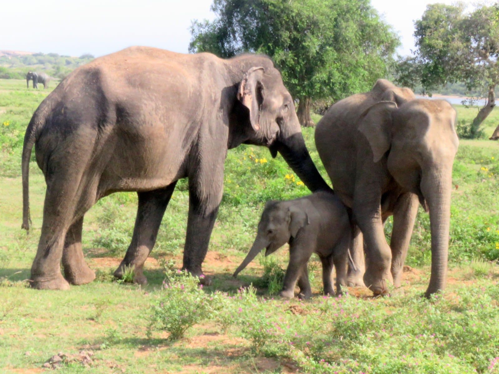 Udawalawe Safari with a South Coast Drop from Ella: Galle, Mirissa or Tangalle