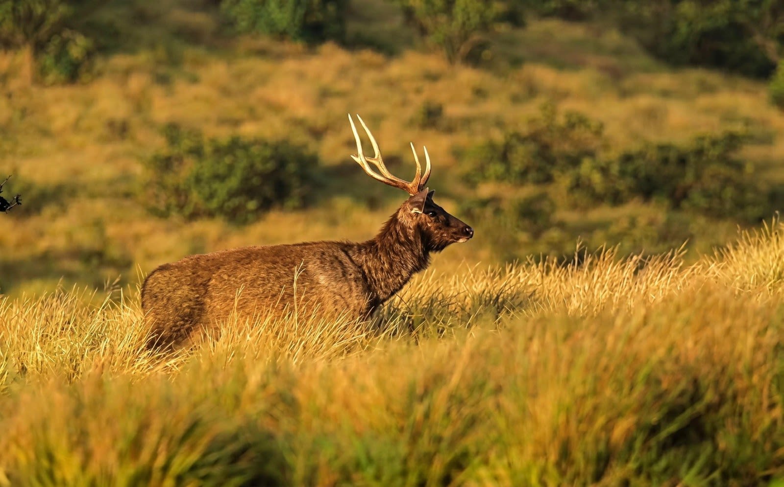 Horton Plains Sunrise Trek with a Transfer On to Haputale or Ella
