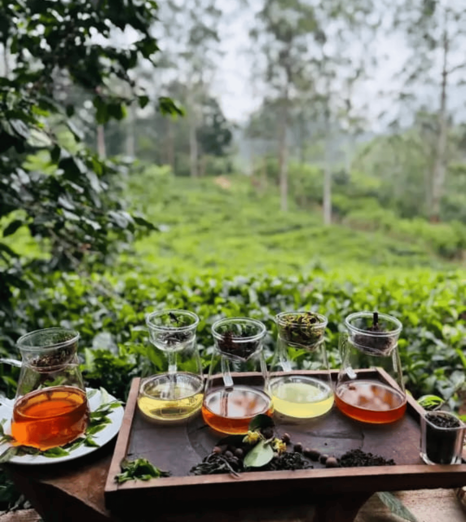 Hand-Rolled Tea Making Workshop in Ella with a Tasting and Estate Walk