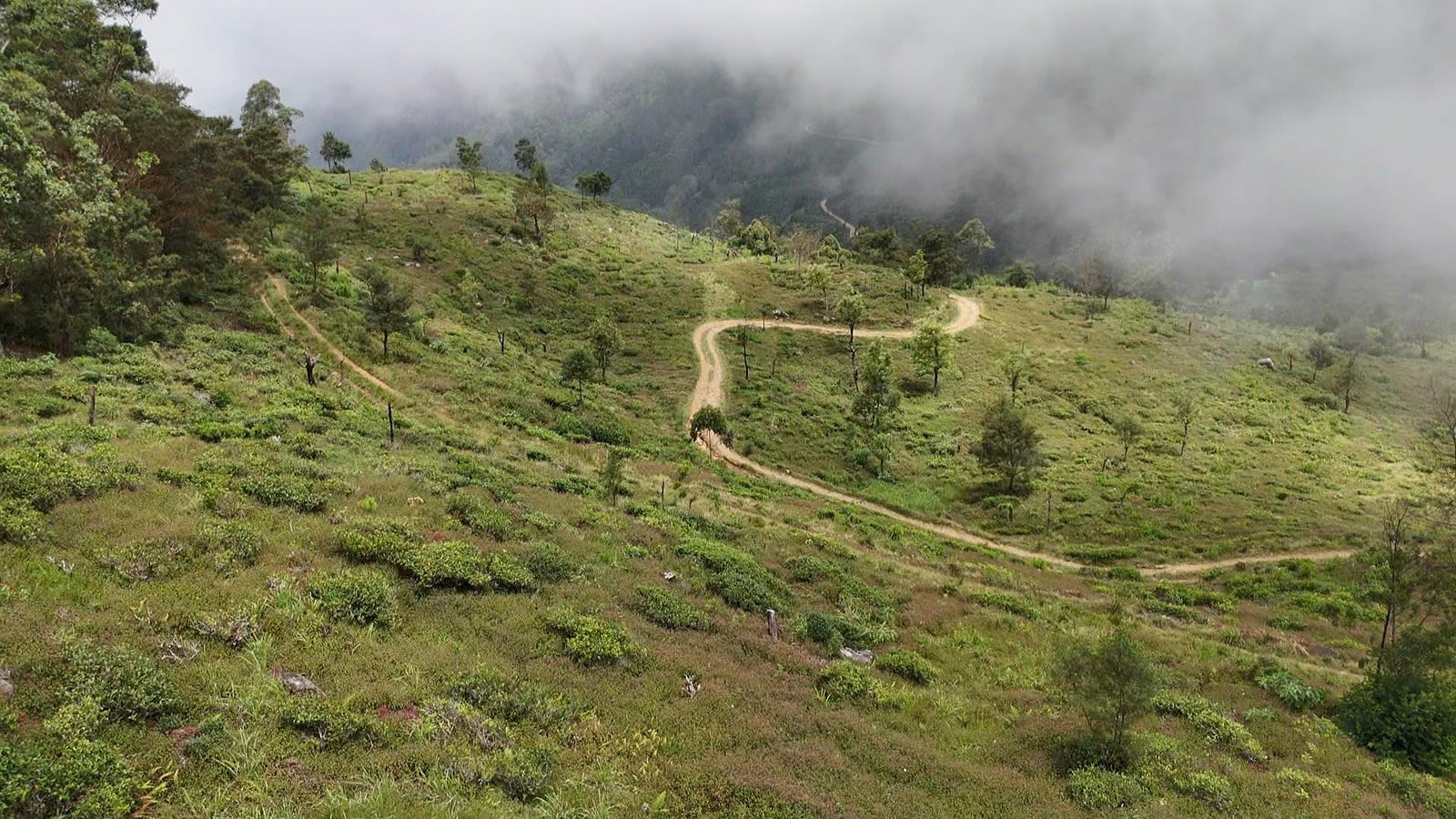 Pekoe Trail Stage 11 Guided Hike: Horton Plains to Udaweriya by the Devil's Staircase