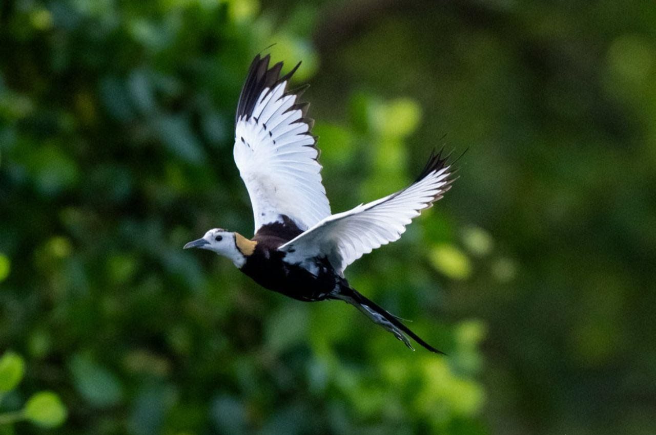 Kalametiya Bird Sanctuary Boat Safari from Ella with Coastal Transfers