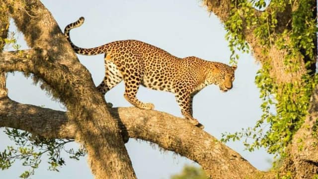 Yala National Park Private Jeep Safari Day Trip from Colombo
