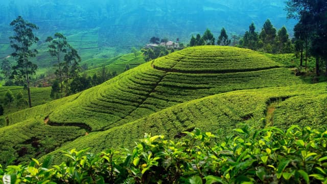 Private Kandy to Nuwara Eliya Transfer with Waterfall and Tea Estate Stops