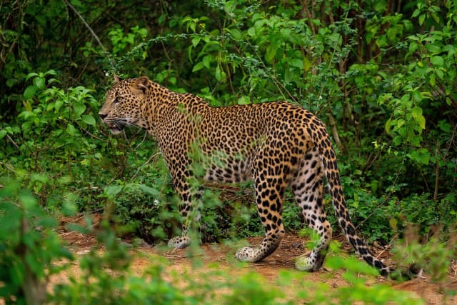 Wilpattu National Park Leopard Safari with Colombo Pickup
