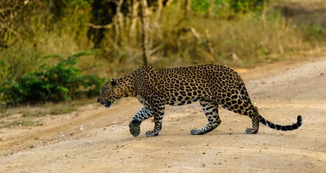 Yala National Park Leopard Safari Day Trip from Ella