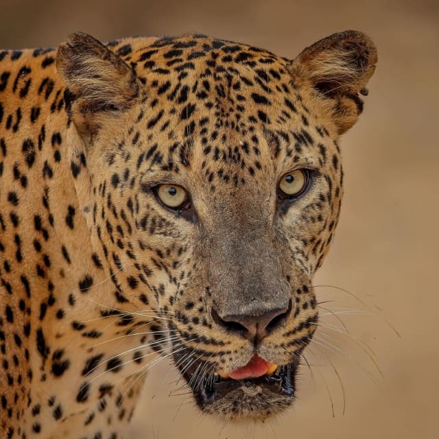 Yala Safari with Coastal Drop-Off from Ella: Tangalle, Mirissa or Galle