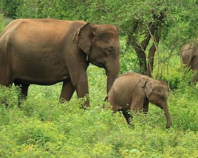 Udawalawe Jeep Safari from Ella, Bandarawela or Haputale with Ravana Falls