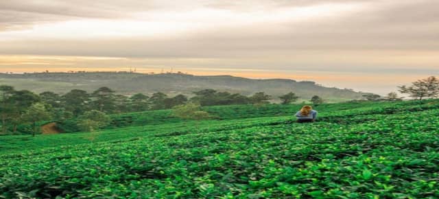 Lipton's Seat, the Dambatenne Tea Factory and Adisham Bungalow from Ella