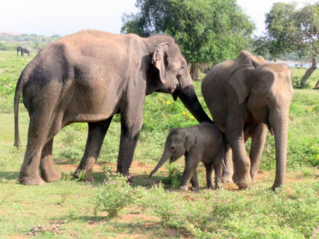 Udawalawe Safari with a South Coast Drop from Ella: Galle, Mirissa or Tangalle