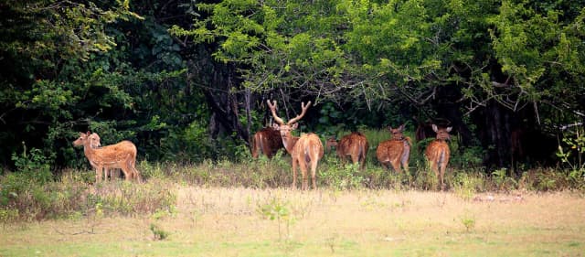 Ravana Falls, Diyaluma and a Yala Safari: Full Day from Ella