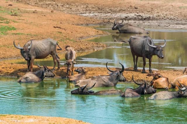 Two Parks in a Day: Private Yala and Udawalawe Double Safari from Ella