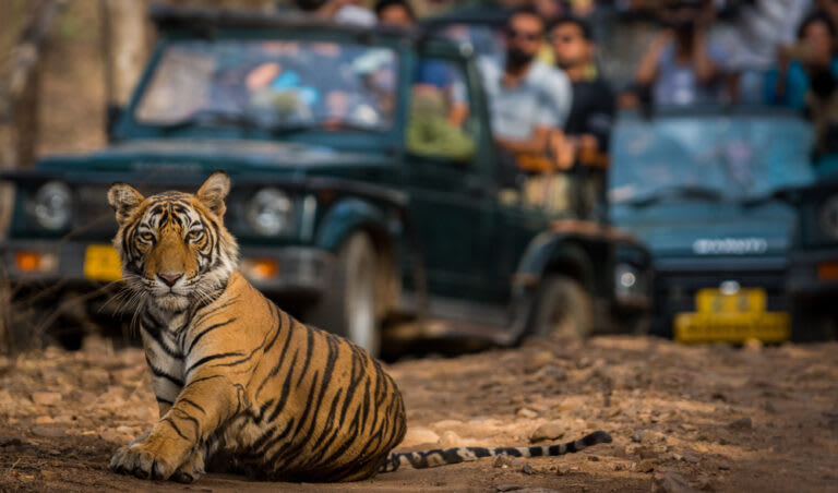 5 Days Golden Triangle Tour with Ranthambore Tiger Safari from Delhi