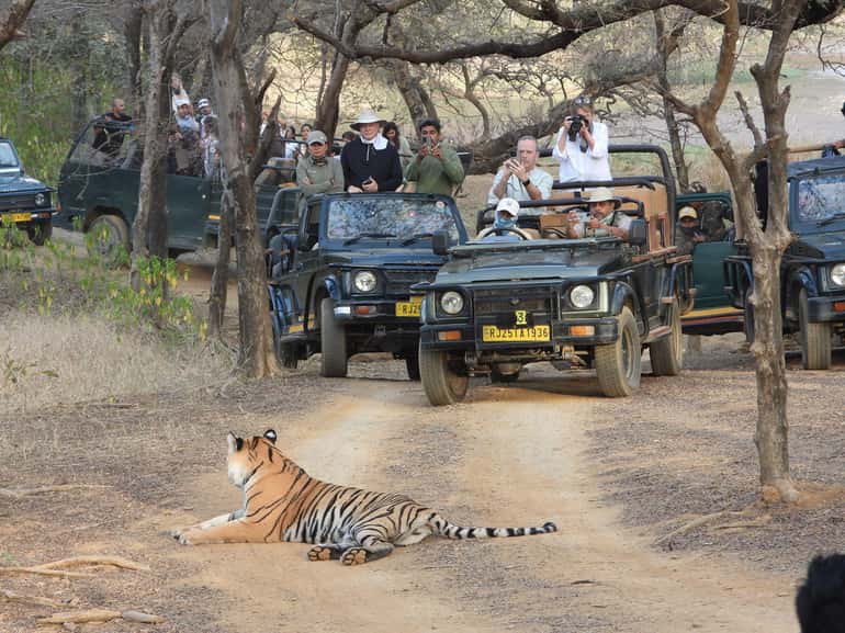 From Jaipur: Ranthambore National Park Day Trip with Safari
