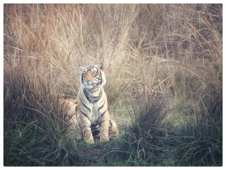 From Delhi: Golden Triangle & Ranthambore Tiger Safari 4 Days 3