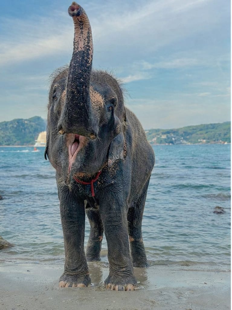 Elephant Beach Experience in Patong | Photos, Ride & Swim with Elephants