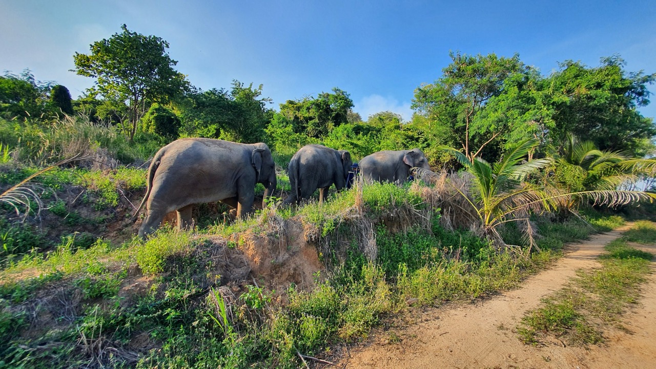Bangkok Day Trip: Ethical Elephant Sanctuary Experience in Chonburi