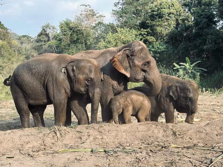 Elephant Sanctuary Feeding Program — Half Day