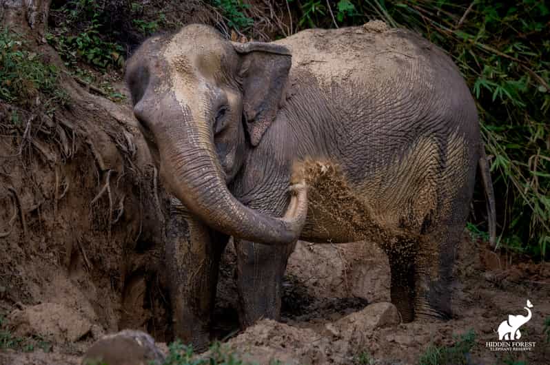 Hidden Forest Elephant Reserve — Morning Visit with Meal