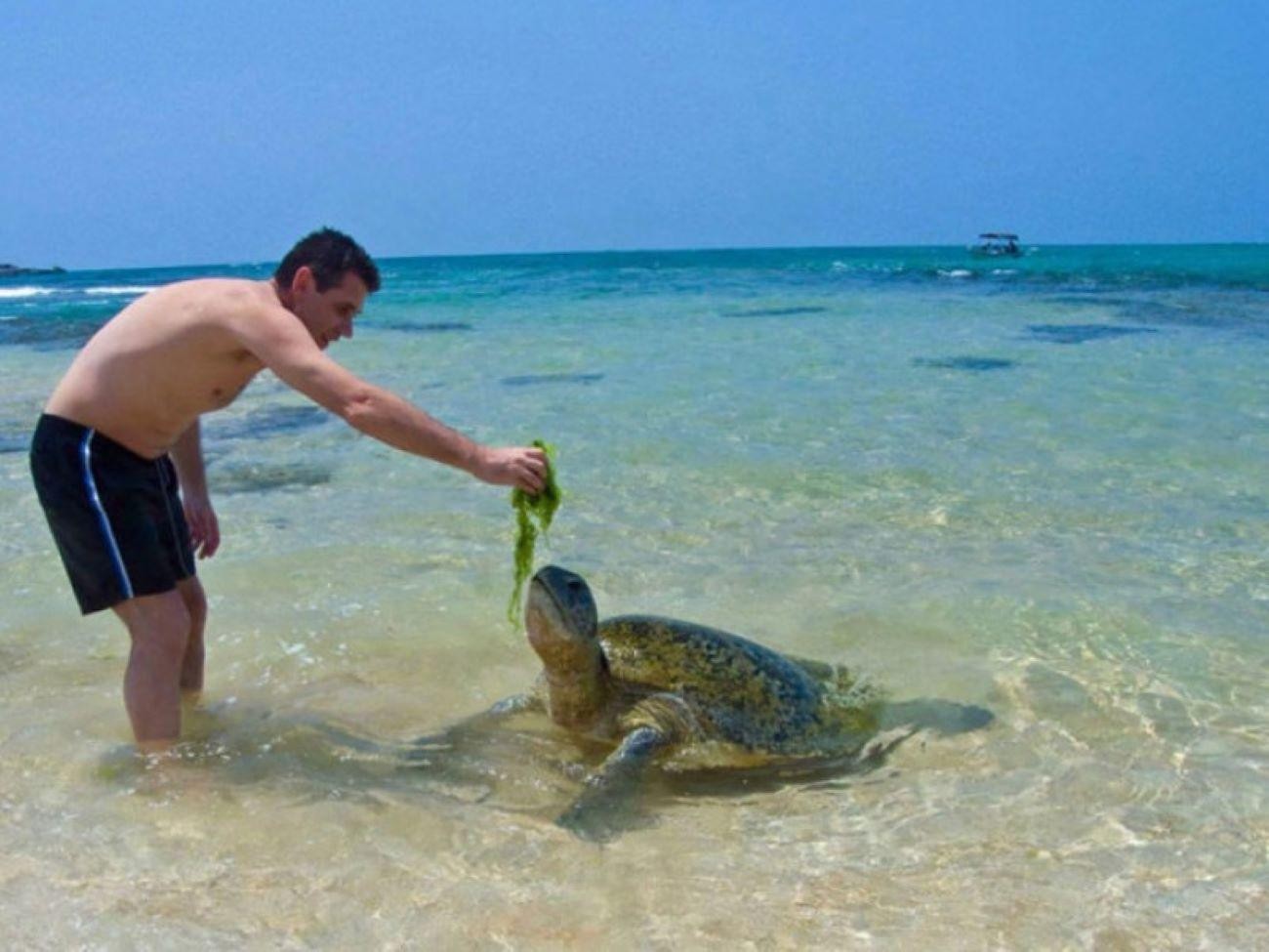 Galle Fort, Turtle Beach and Bentota Mangrove Safari Private Day Trip