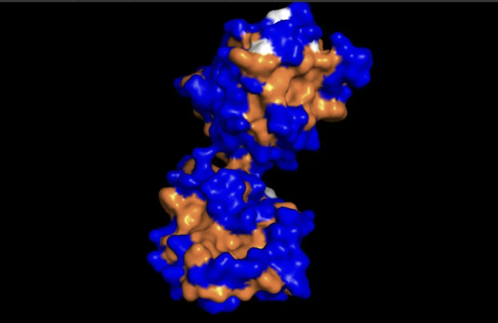 GABARAPL2 surface