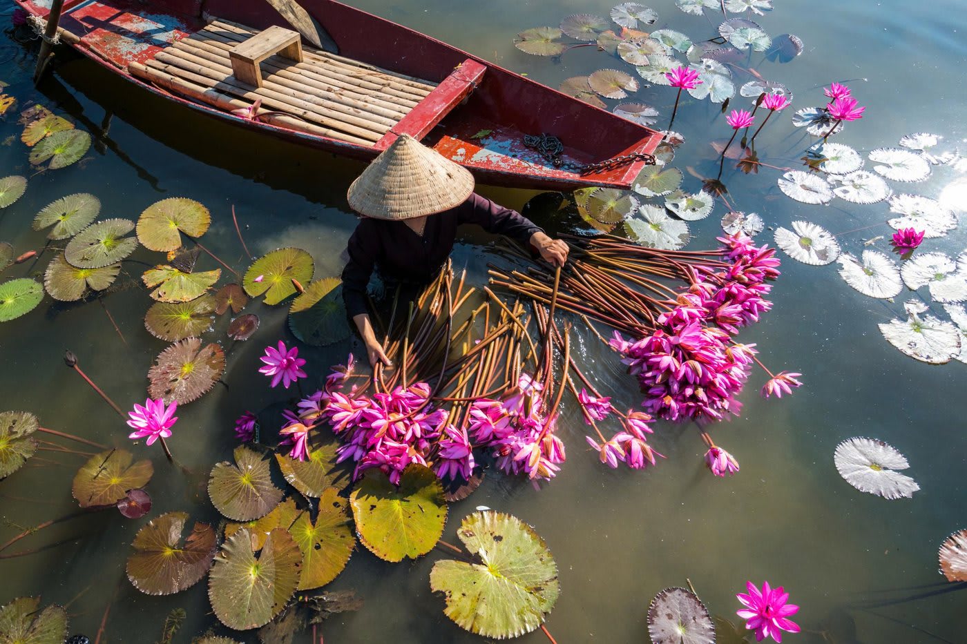 Lotus fields and waterway