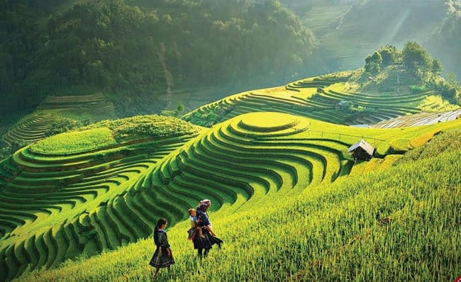 Sapa terraced fields