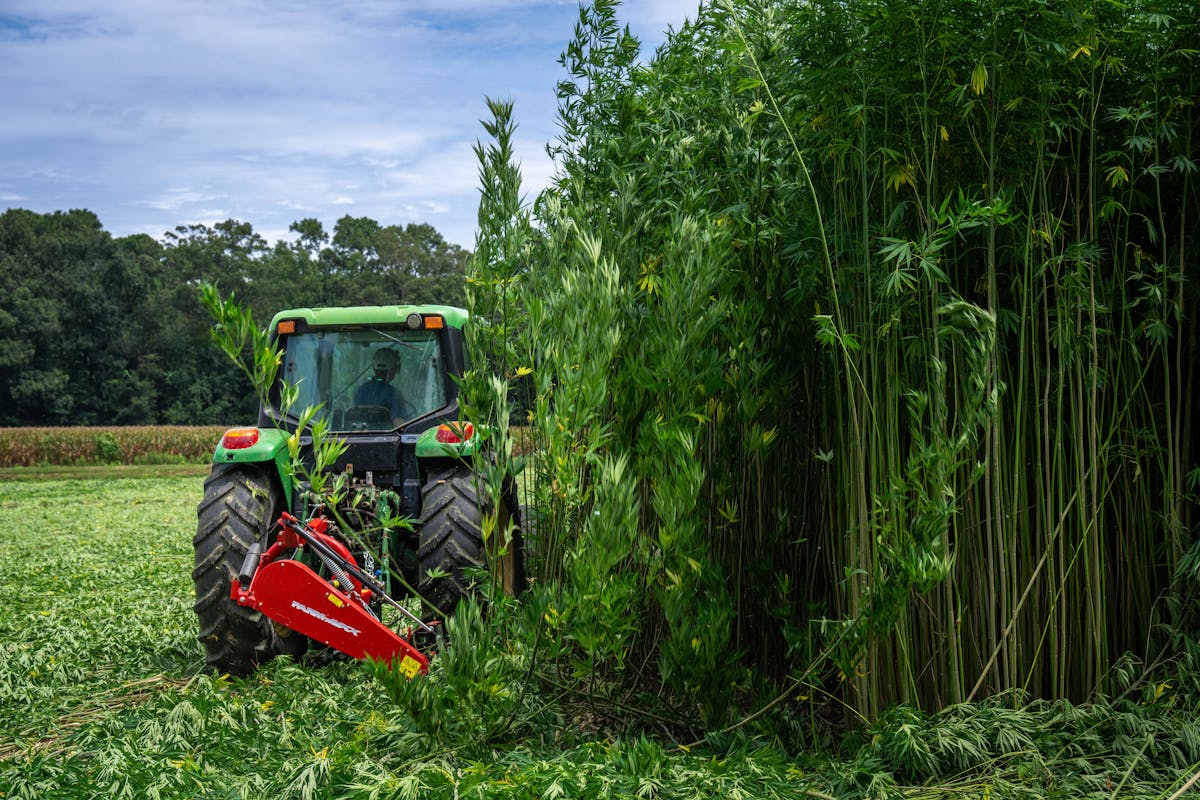 Industrial hemp plants close-up