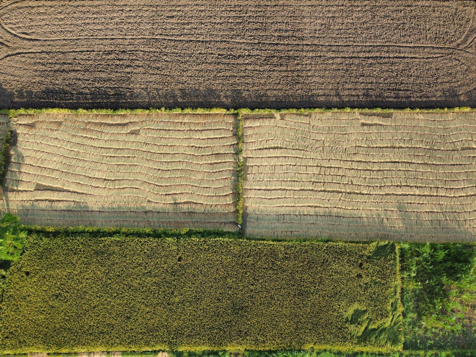 Agricultural fields under natural light
