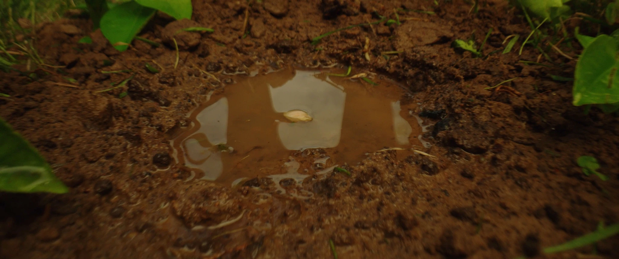 Orange Bloom gallery image 3