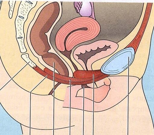 Anatomía del suelo pélvico y órganos pélvicos