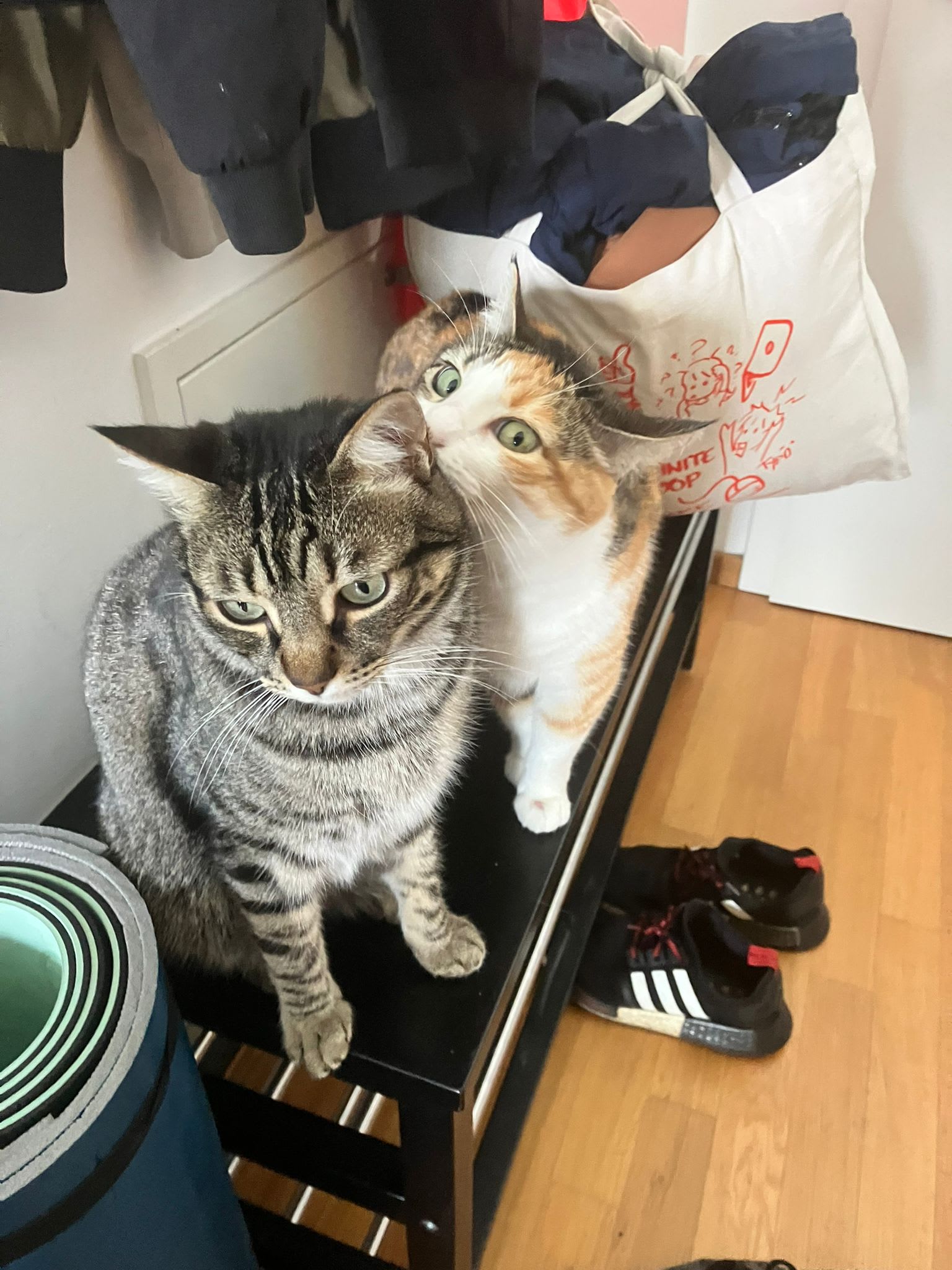 cats in berlin